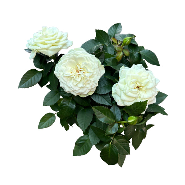 Rosa Favourite White  - flori mari albe