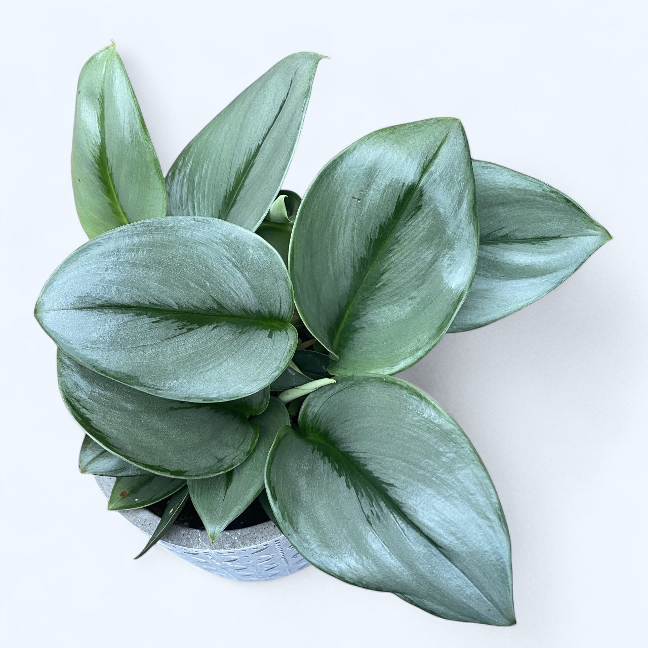 Scindapsus treubii 'Moonlight'