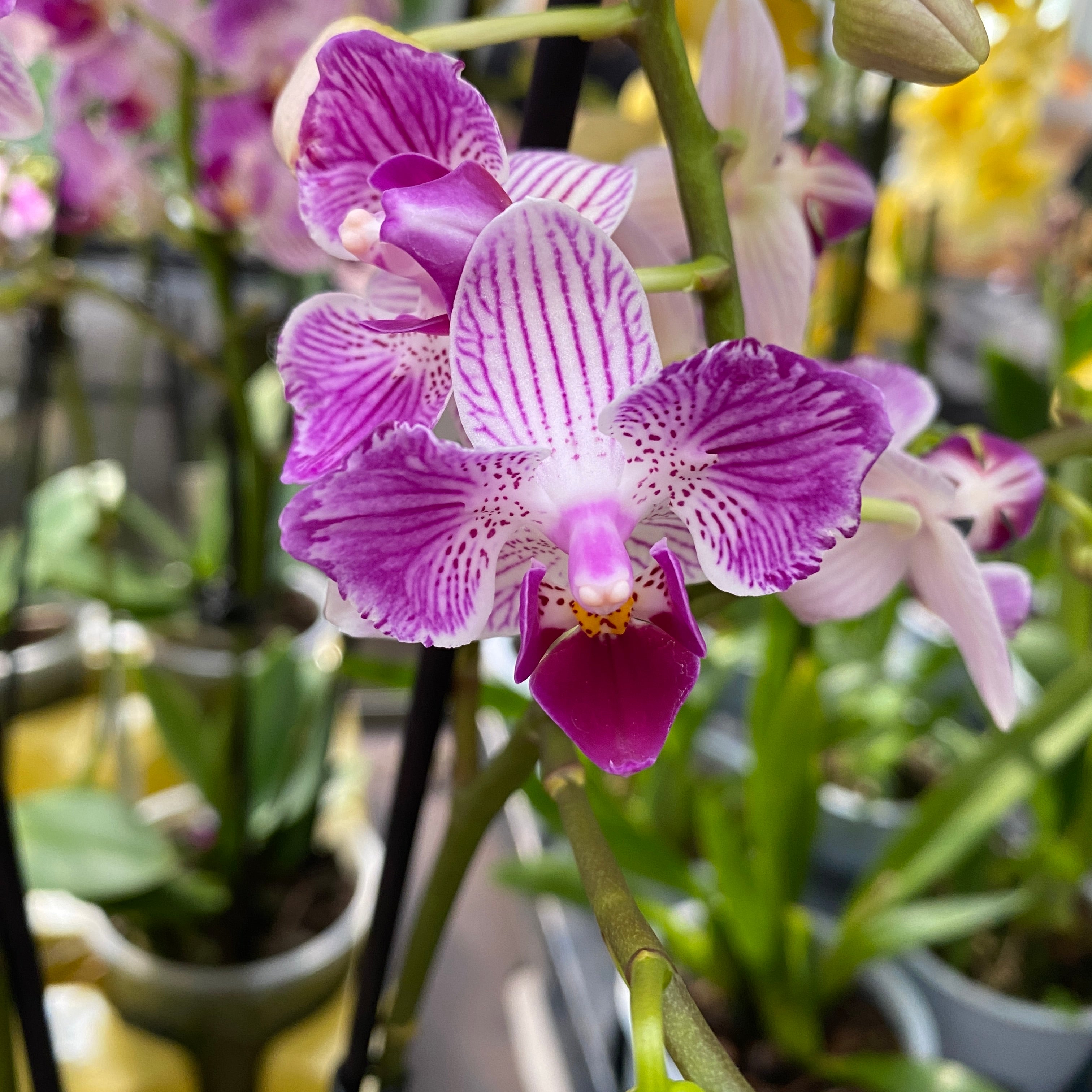 Phalaenopsis Younghome Lucky Star (0018 - peloric) (NL)