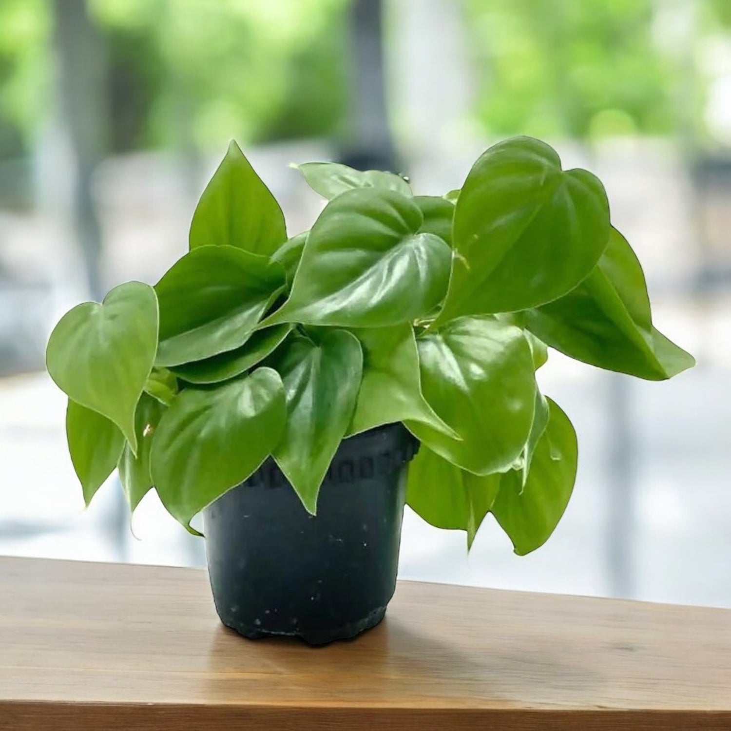 Philodendron scandens – planta de interior cu crestere rapida si frunze in forma de inima