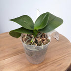 Phalaenopsis Fortune Saltzman 'Montclair'