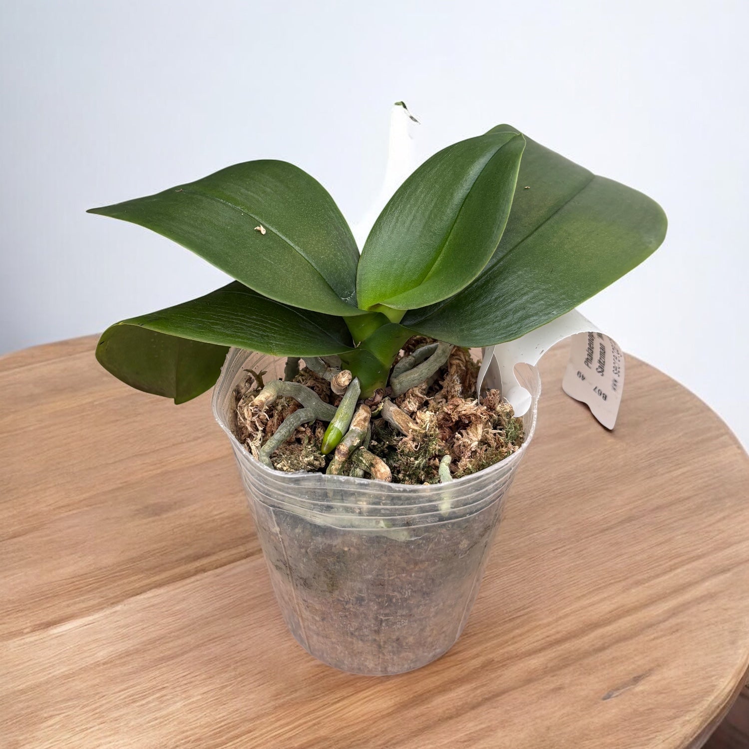 Phalaenopsis Fortune Saltzman 'Montclair'