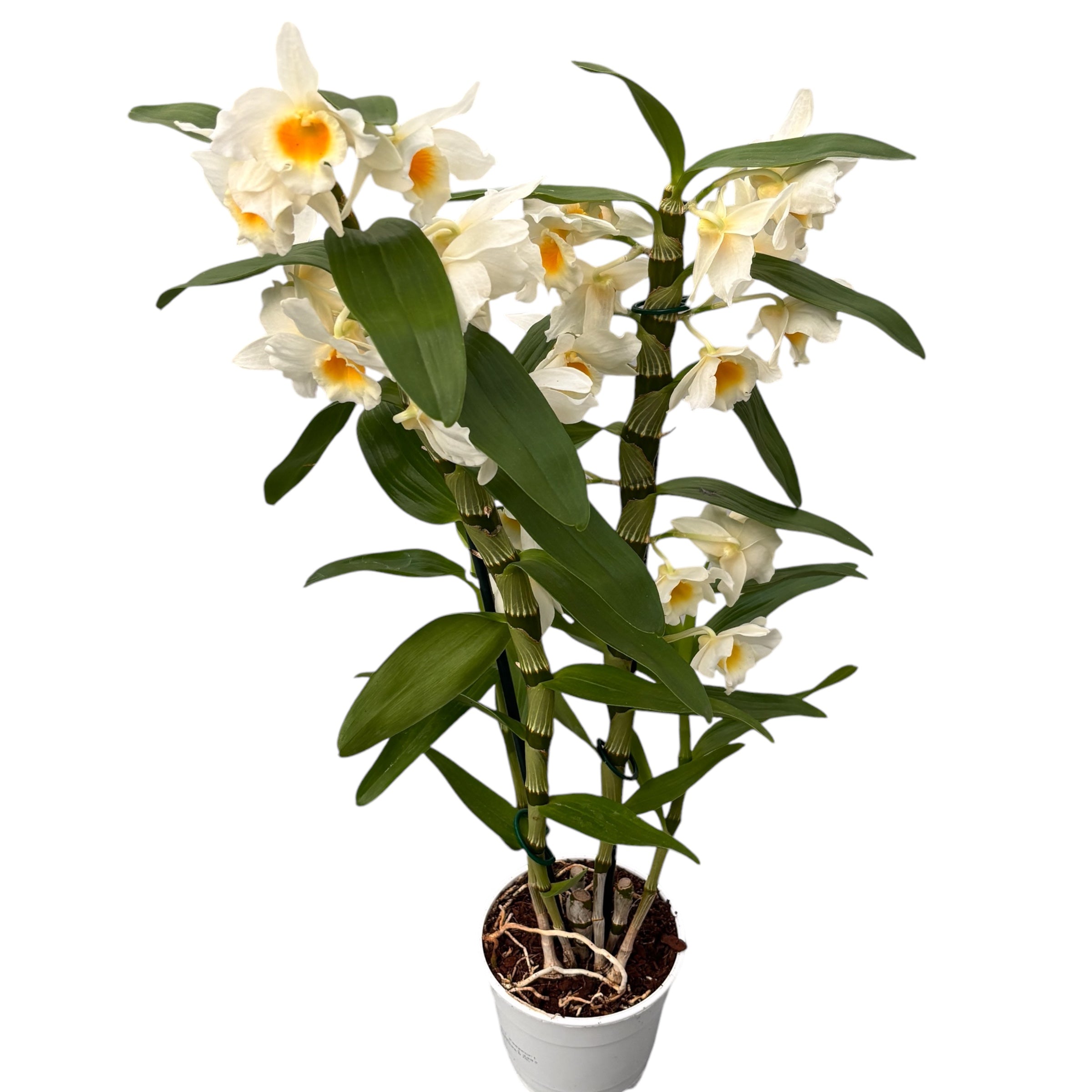 Dendrobium Moonlight Sonata