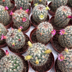 Mammillaria Microhelia