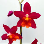 Wilsonara Poppy Lipstick