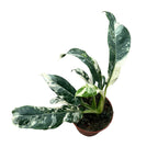 Rhaphidophora puberula 'Variegata'