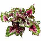 Begonie 'Alaska Creek'