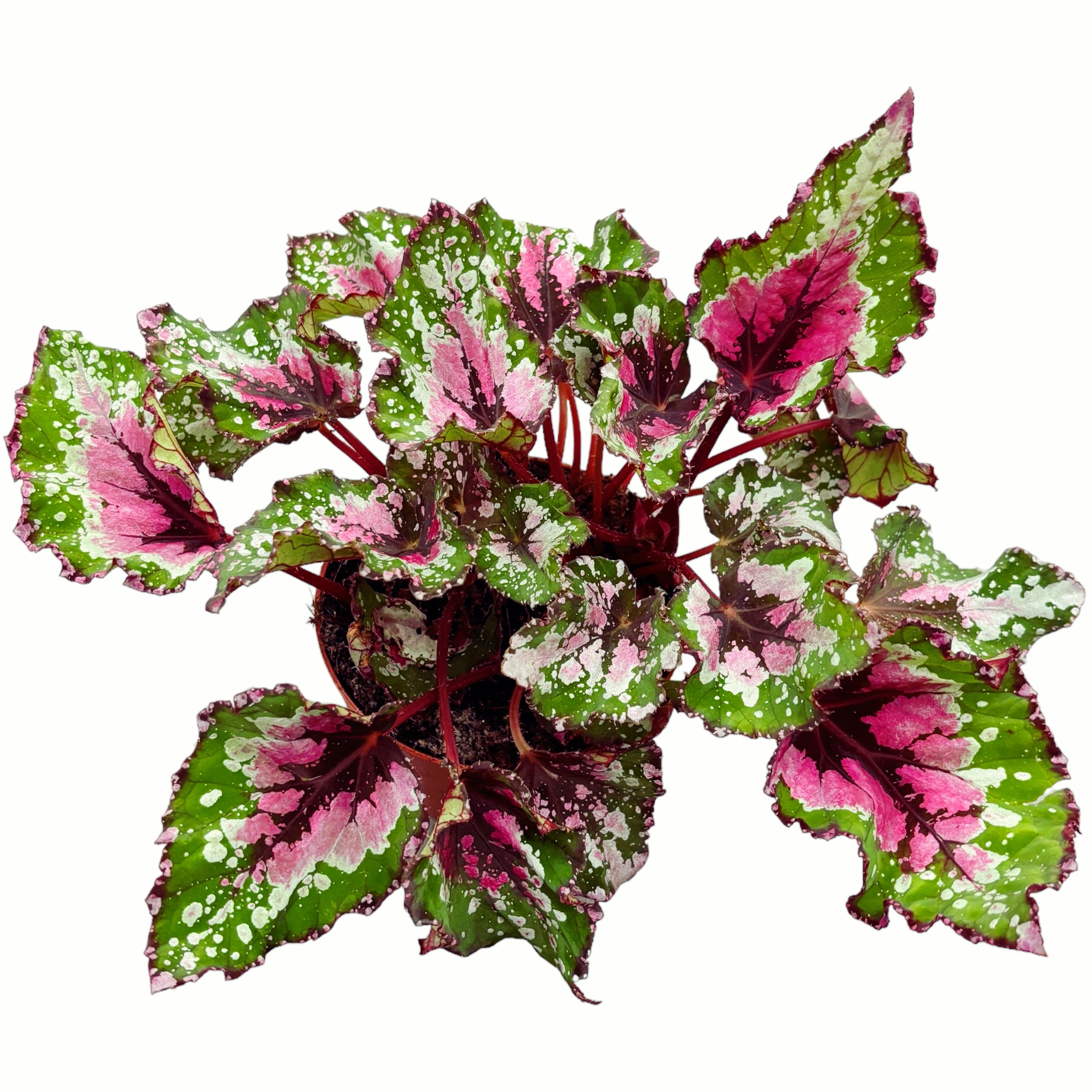 Begonia 'Alaska Creek'