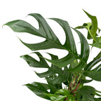 Epipremnum pinnatum 'Baltic Blue'