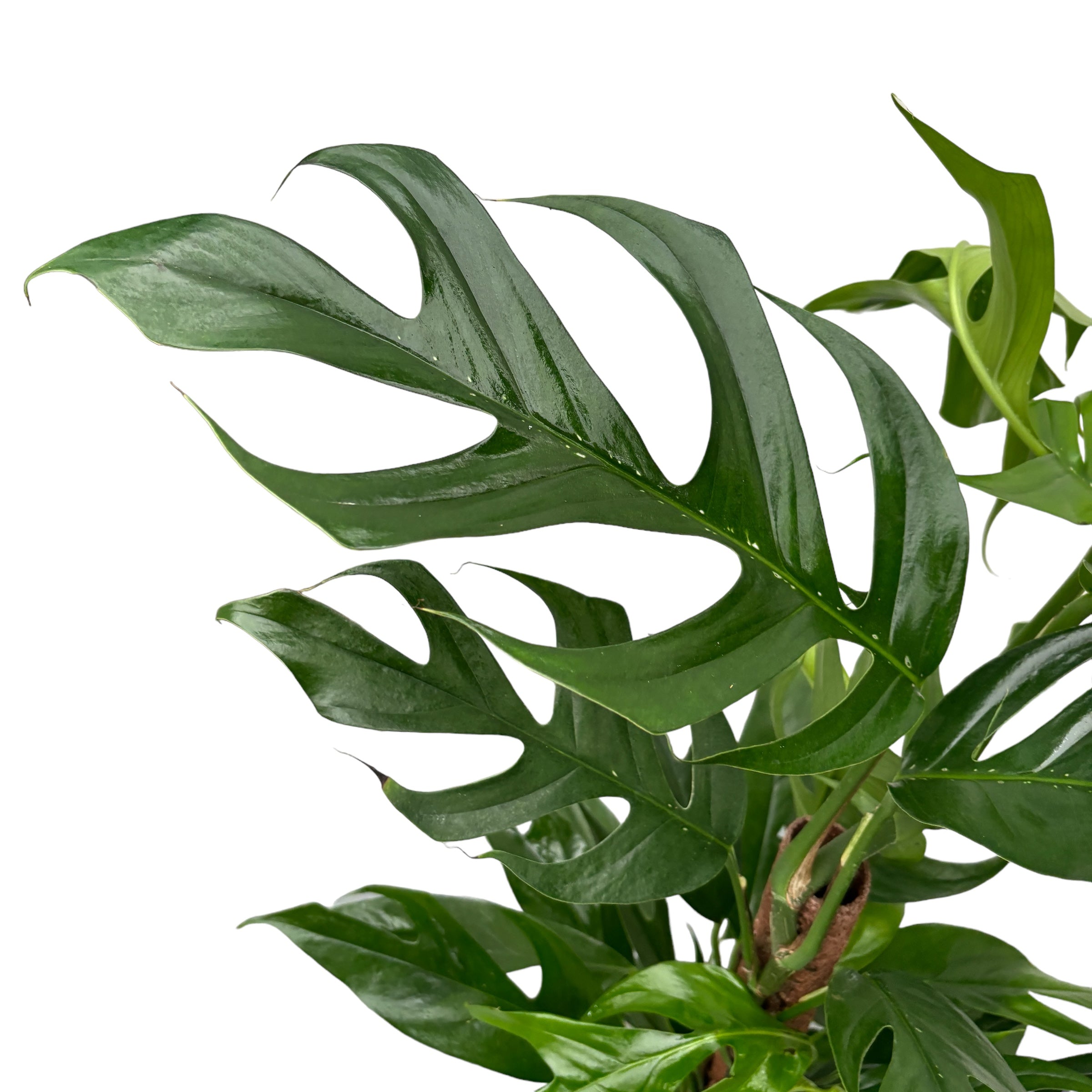 Epipremnum pinnatum 'Baltic Blue'