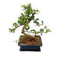 Bonsai Carmona forma S