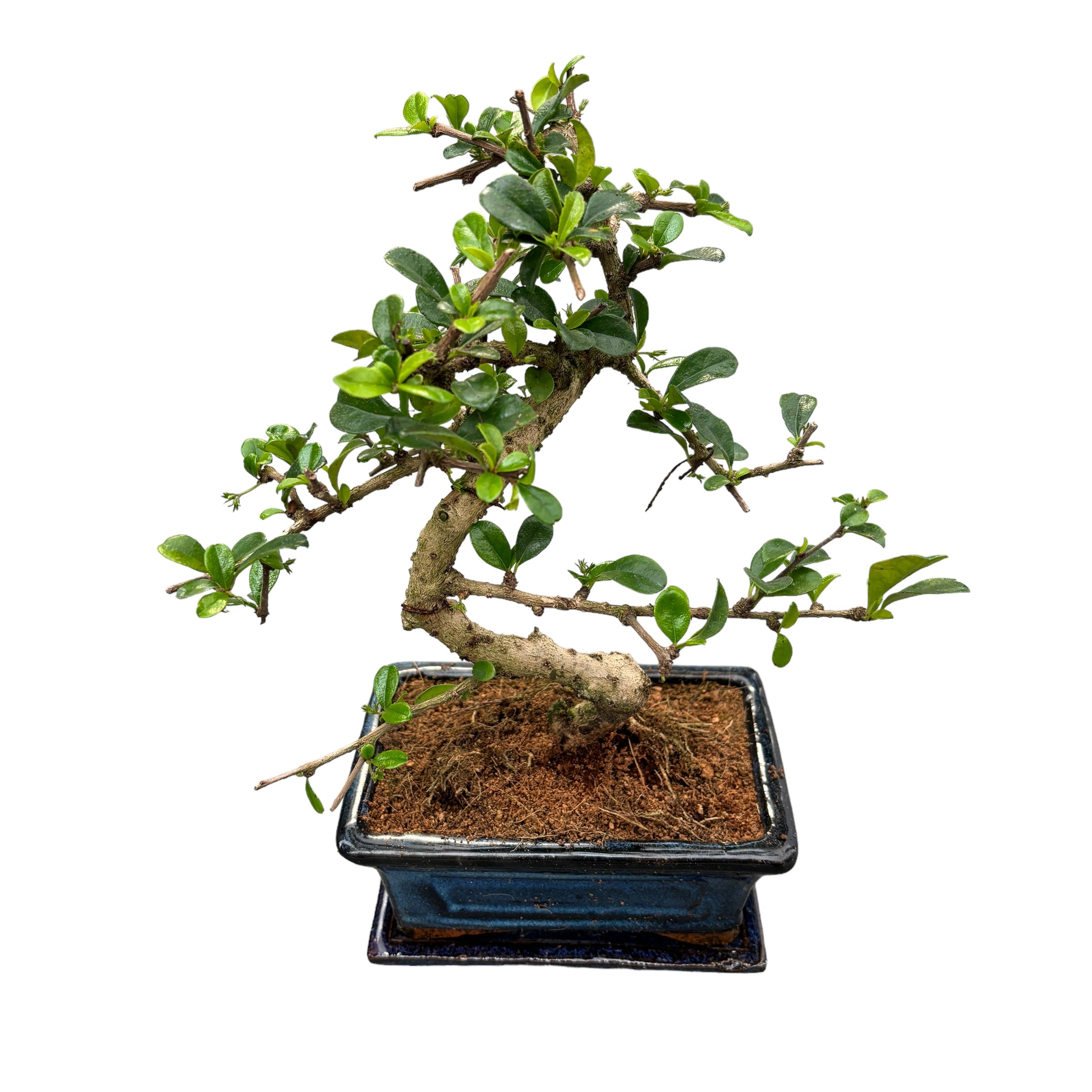 Bonsai Carmona forma S