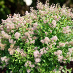 Ceanothus pallidus ‘Marie Simon’ – liliac californian cu flori roz parfumate