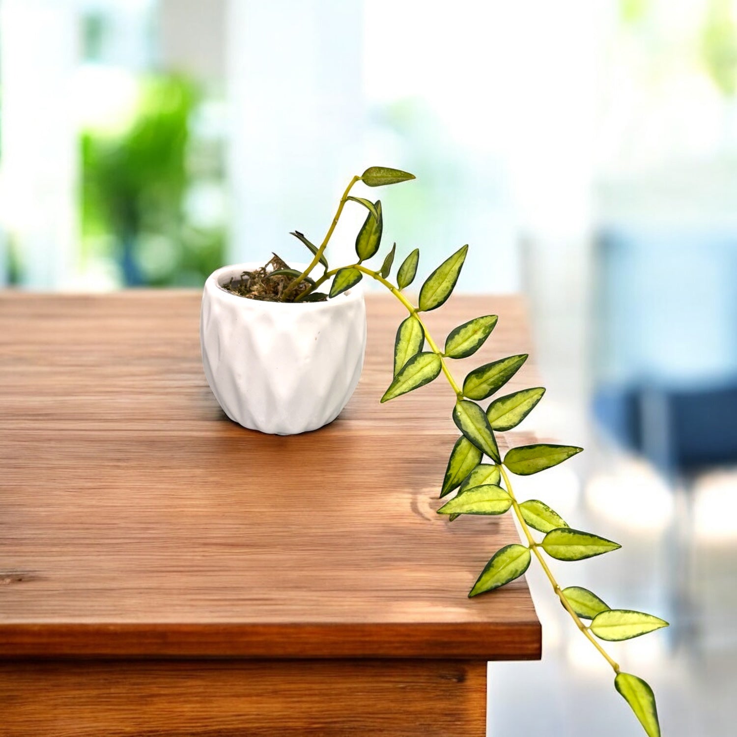 Hoya bella 'Lida Buis' (Variegata)