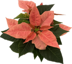 Euphorbia Pink Champagne