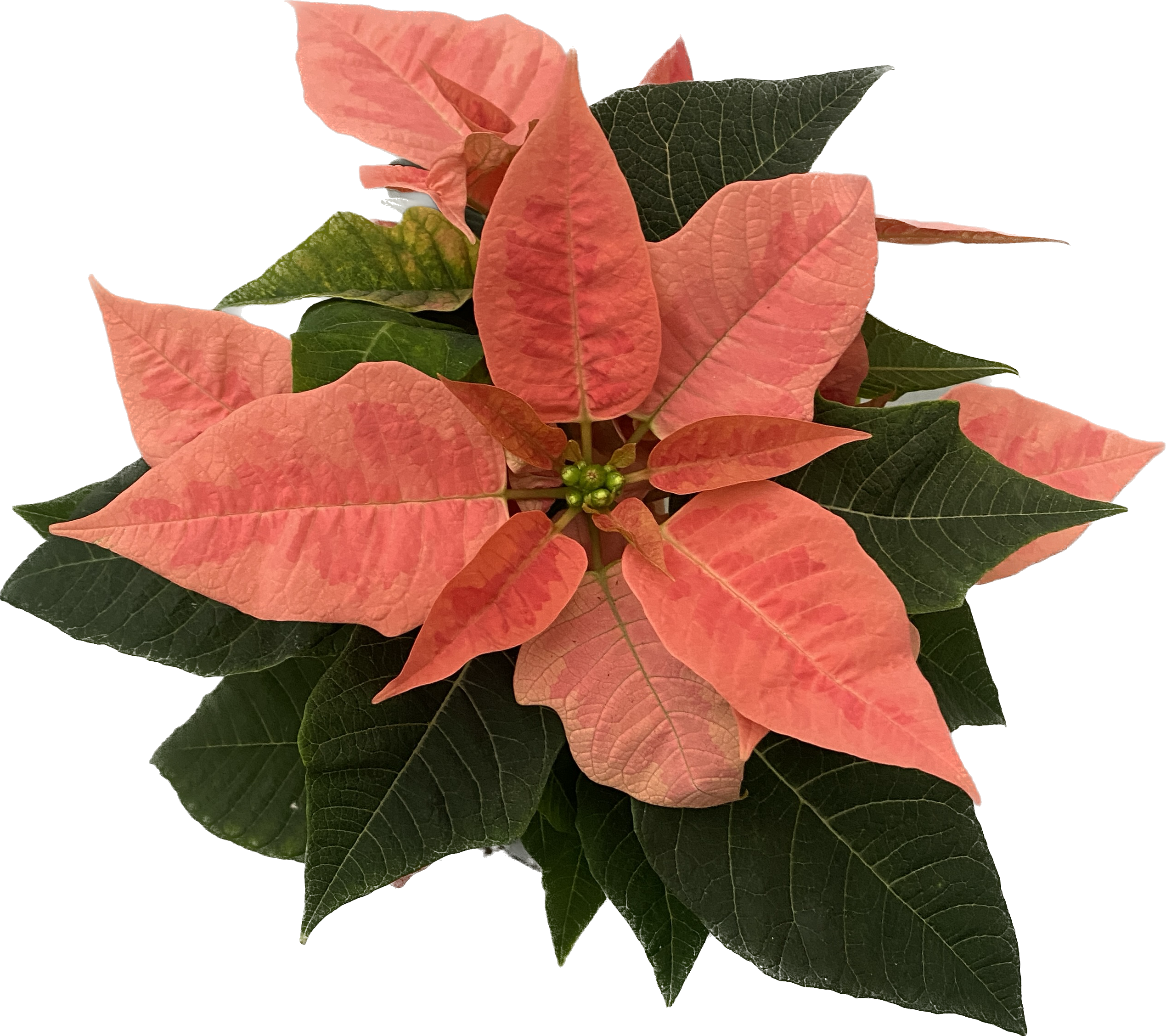 Euphorbia Pink Champagne