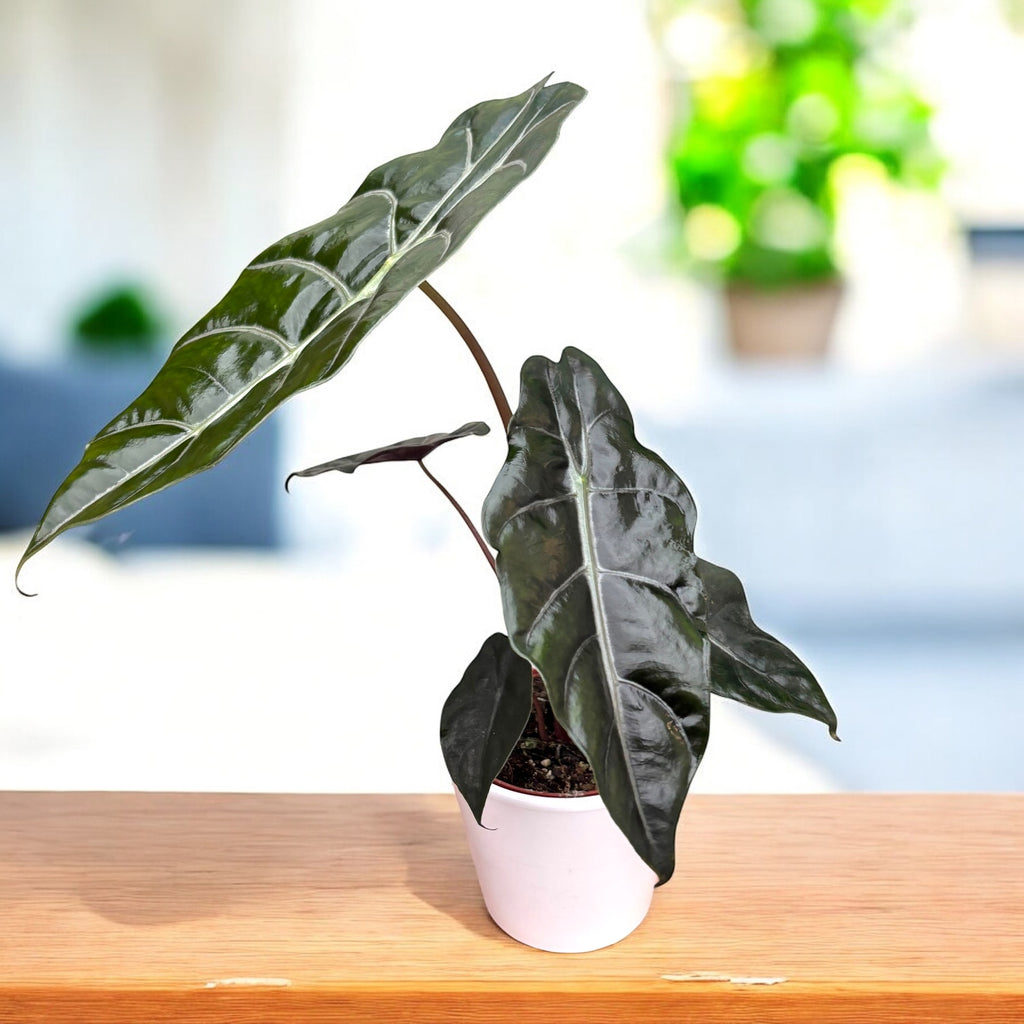 Alocasia 'Chantrieri'