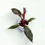 Philodendron 'Red Anderson' (bab növény)