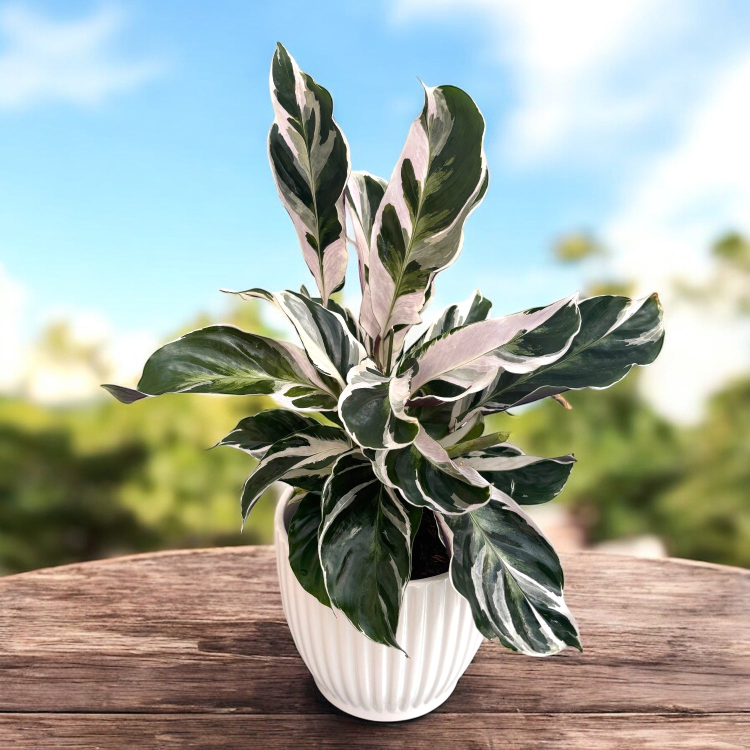 Calathea 'White Fusion'