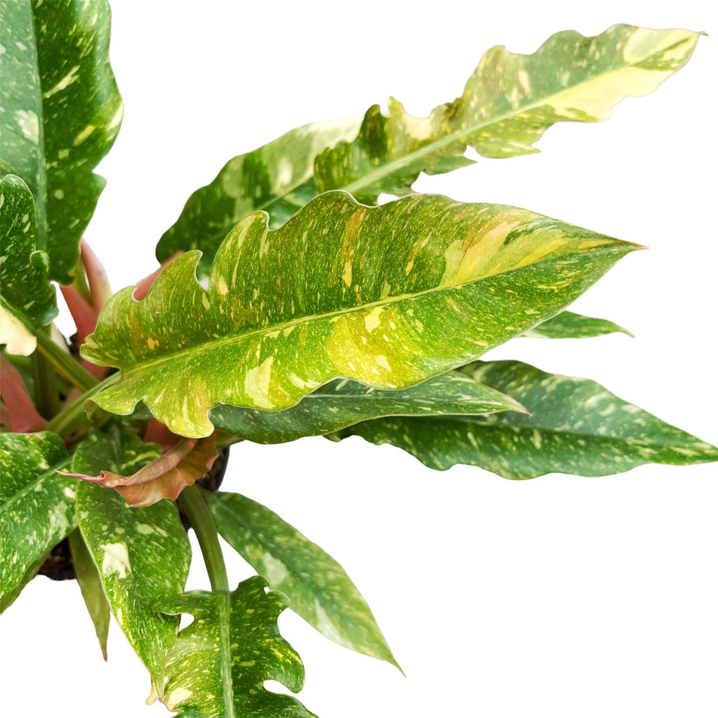 Philodendron 'Ring of Fire' D12