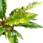 Philodendron 'Ring of Fire' - exemplare bogate