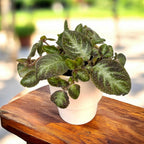 Episcia cupreata 'Neon Suprise'