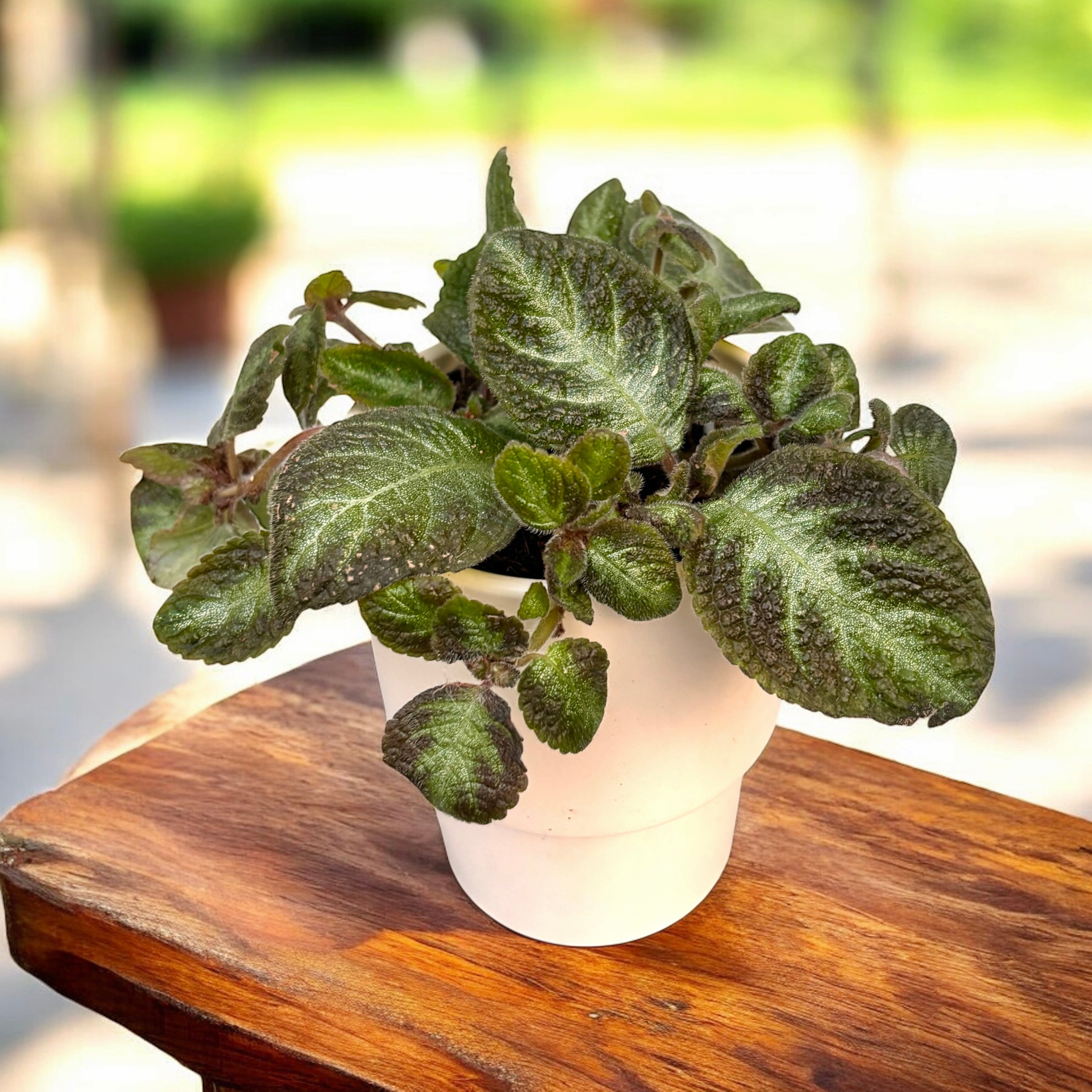 Episcia cupreata 'Neon Suprise'
