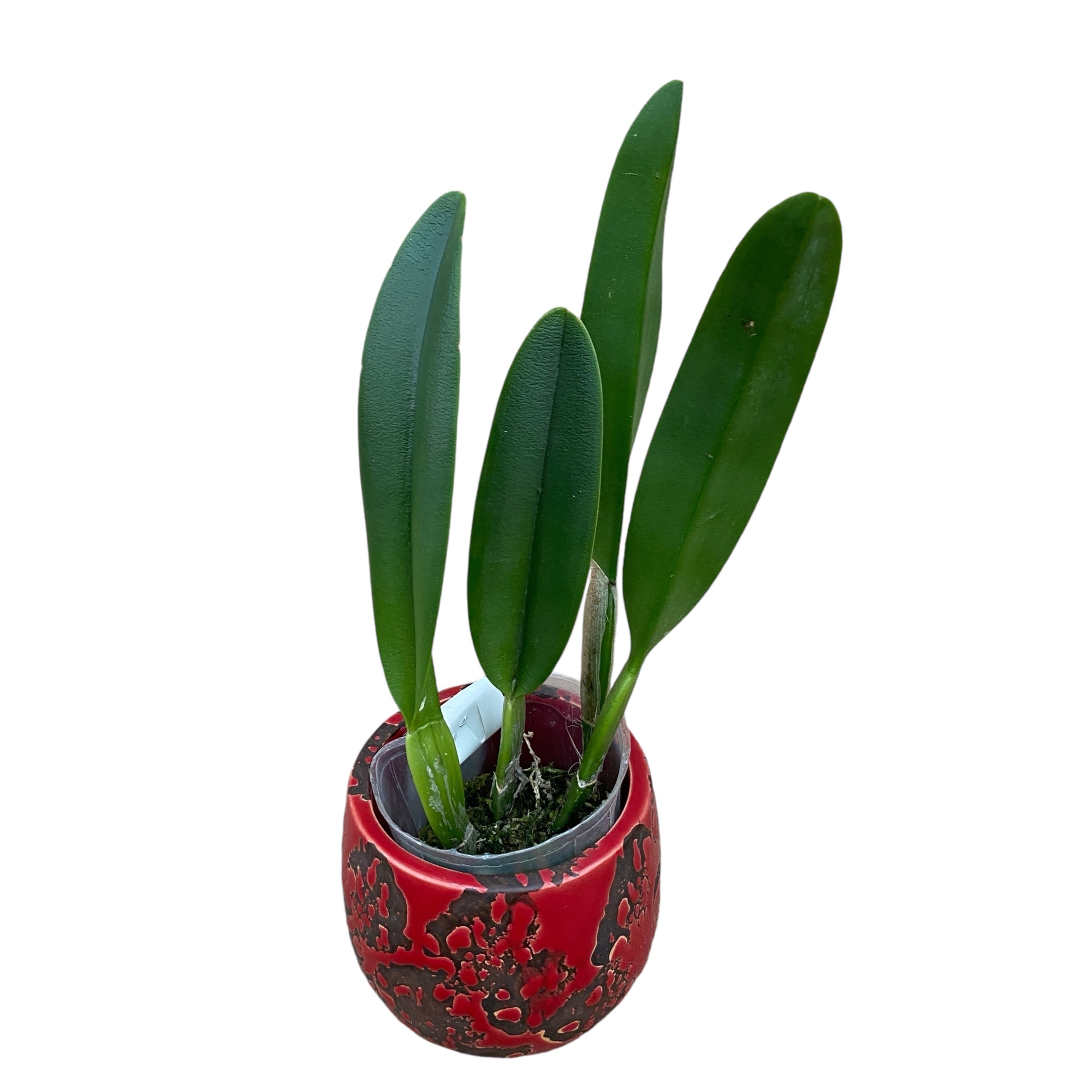 Rhyncholaelia digbyana 'Green Giant' FCC/AOS - duftend