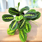 Maranta leuconeura ‘Lemon Lime’ - Planta care se roaga, cu frunzis verde neon