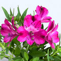 Alstroemère Inticancha ‘Machu’ – lys péruvien rose