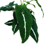 Syngonium Wendlandii D9