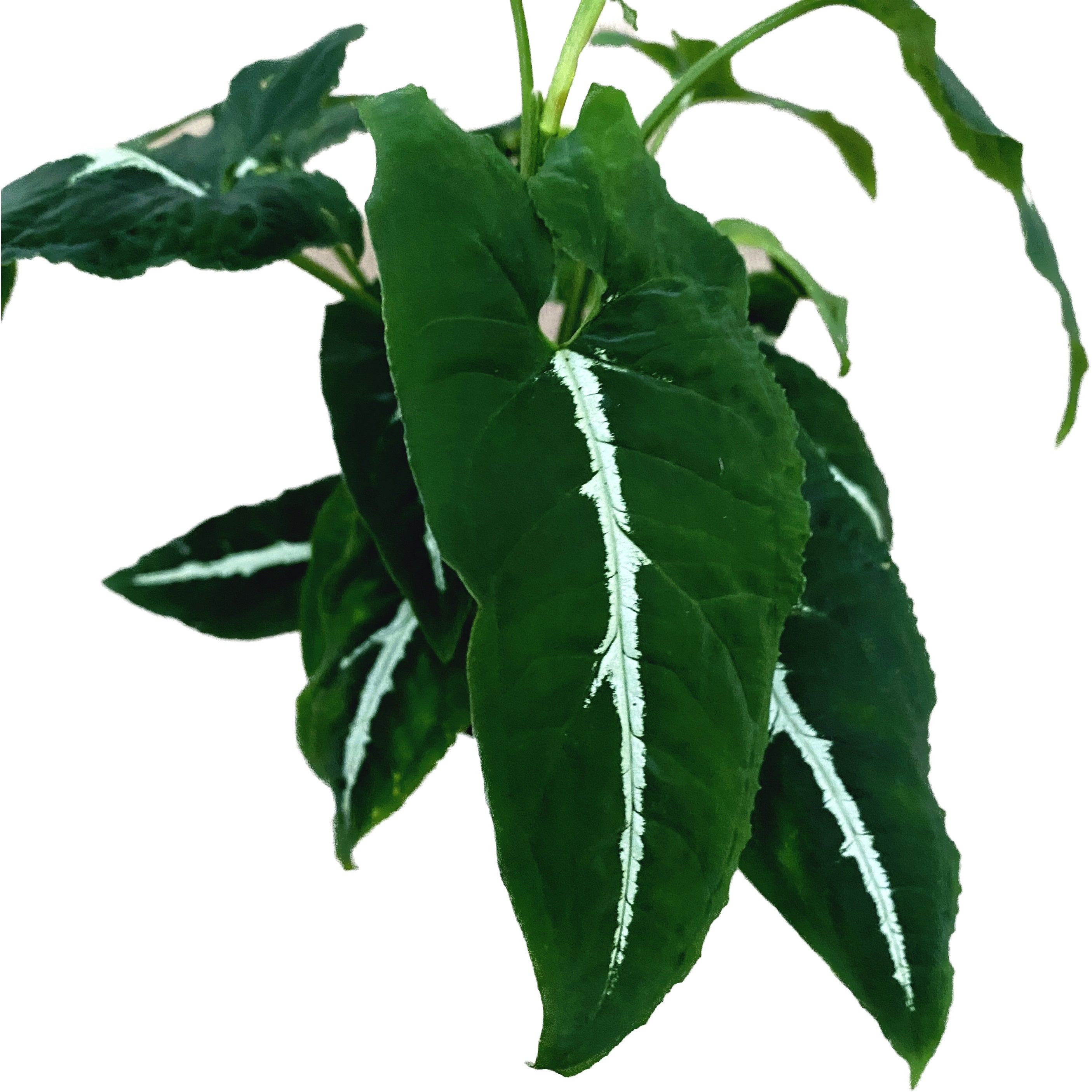 Syngonium Wendlandii D9