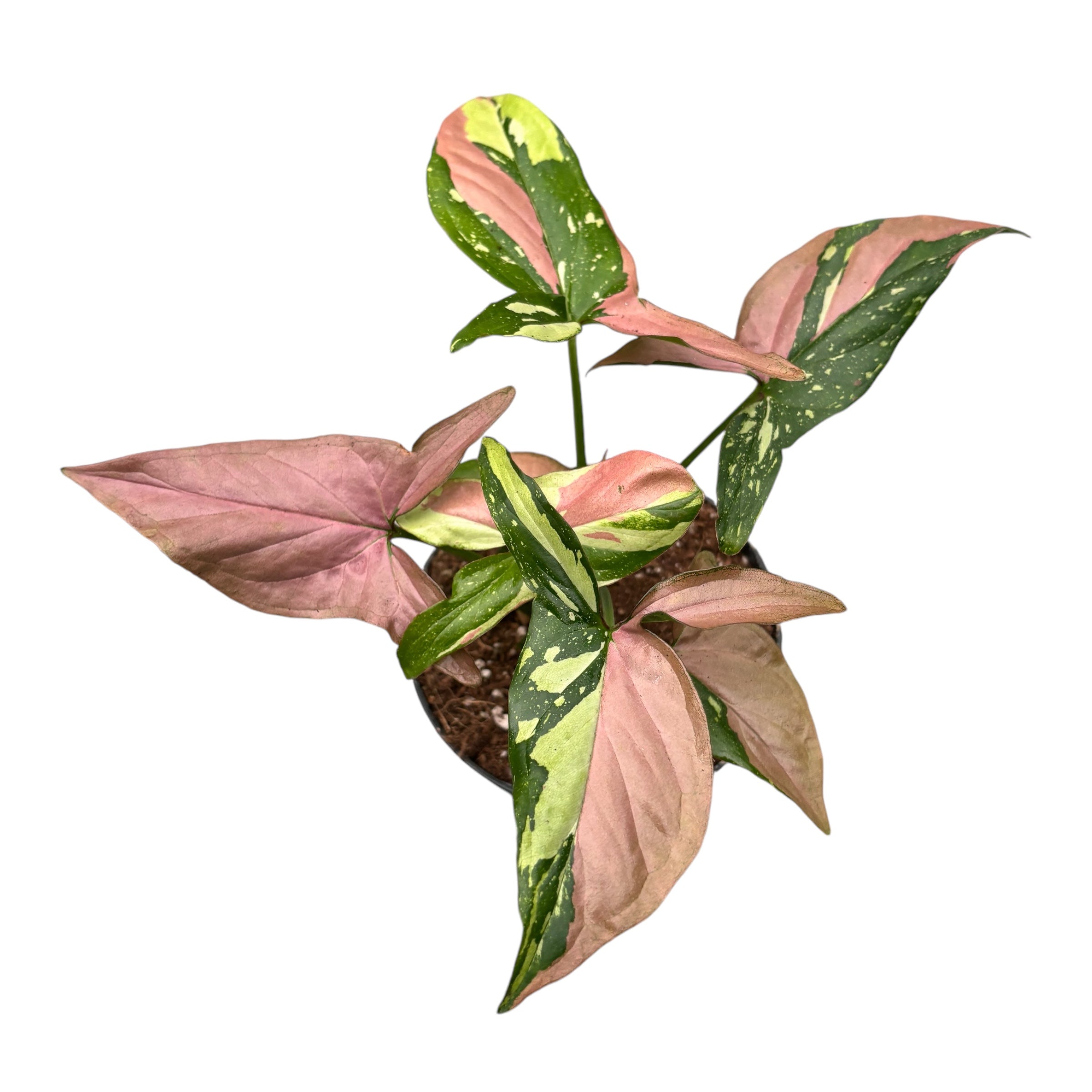 Syngonium podophyllum 'Red Spot' (Pink Splash) full pots