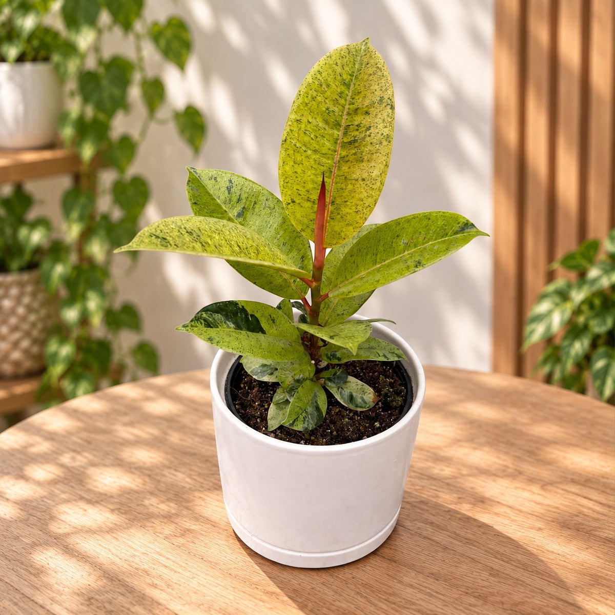 Ficus elastica 'Shivereana' ('Moonshine', 'Variegata') D12