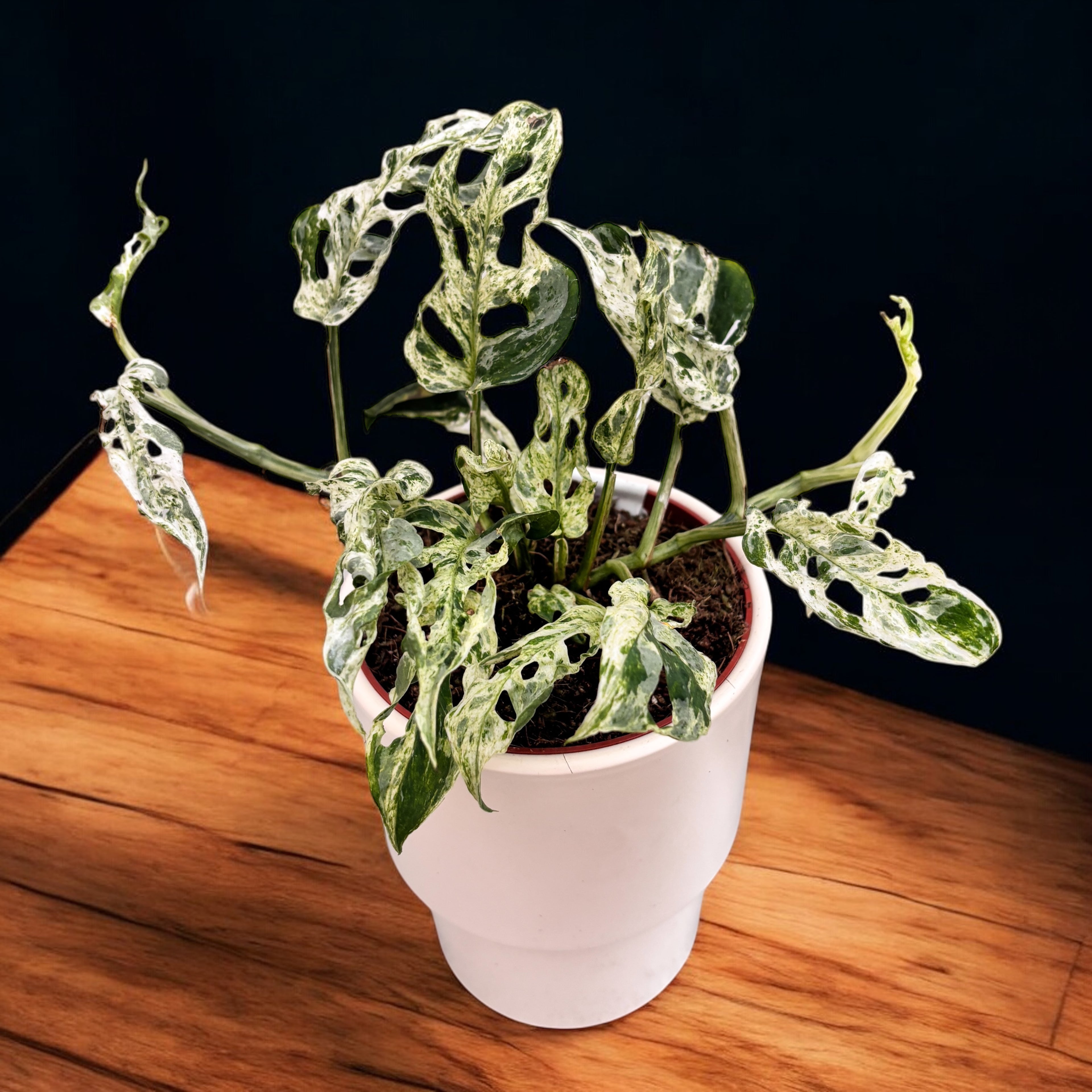 Monstera adansonii 'Frozen Freckles' (variegata) - 2 plante/ghiveci