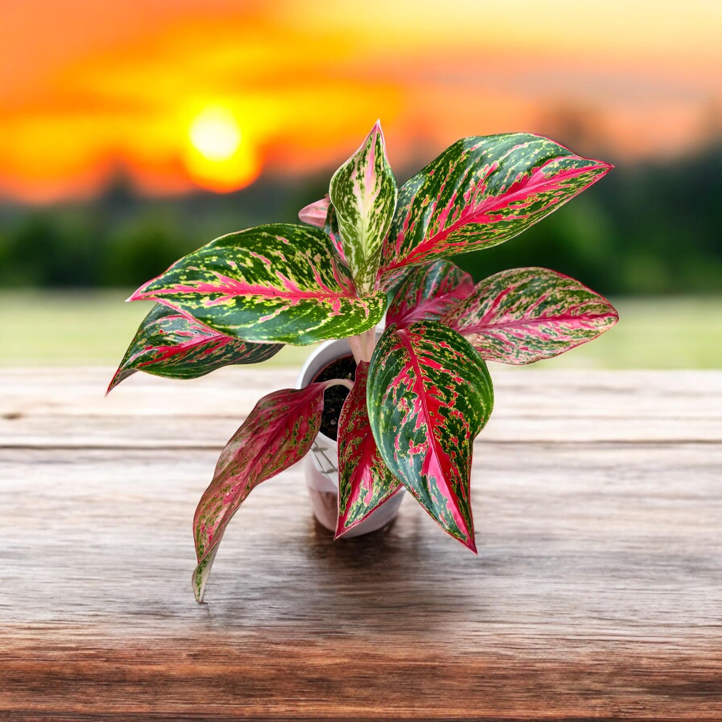 aglaonema pincut Aglaonema Pincut D9 – Secret Garden Plant Shop