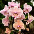 Phalaenopsis Autumn Wind (big lip)