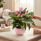 Anthurium Zizou - elegante exotische plant in tinten van intens violet