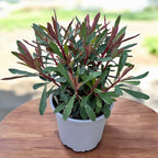 Euphorbia ‘Miner’s Merlot’ - bordó levelű, kompakt évelő kutyatej