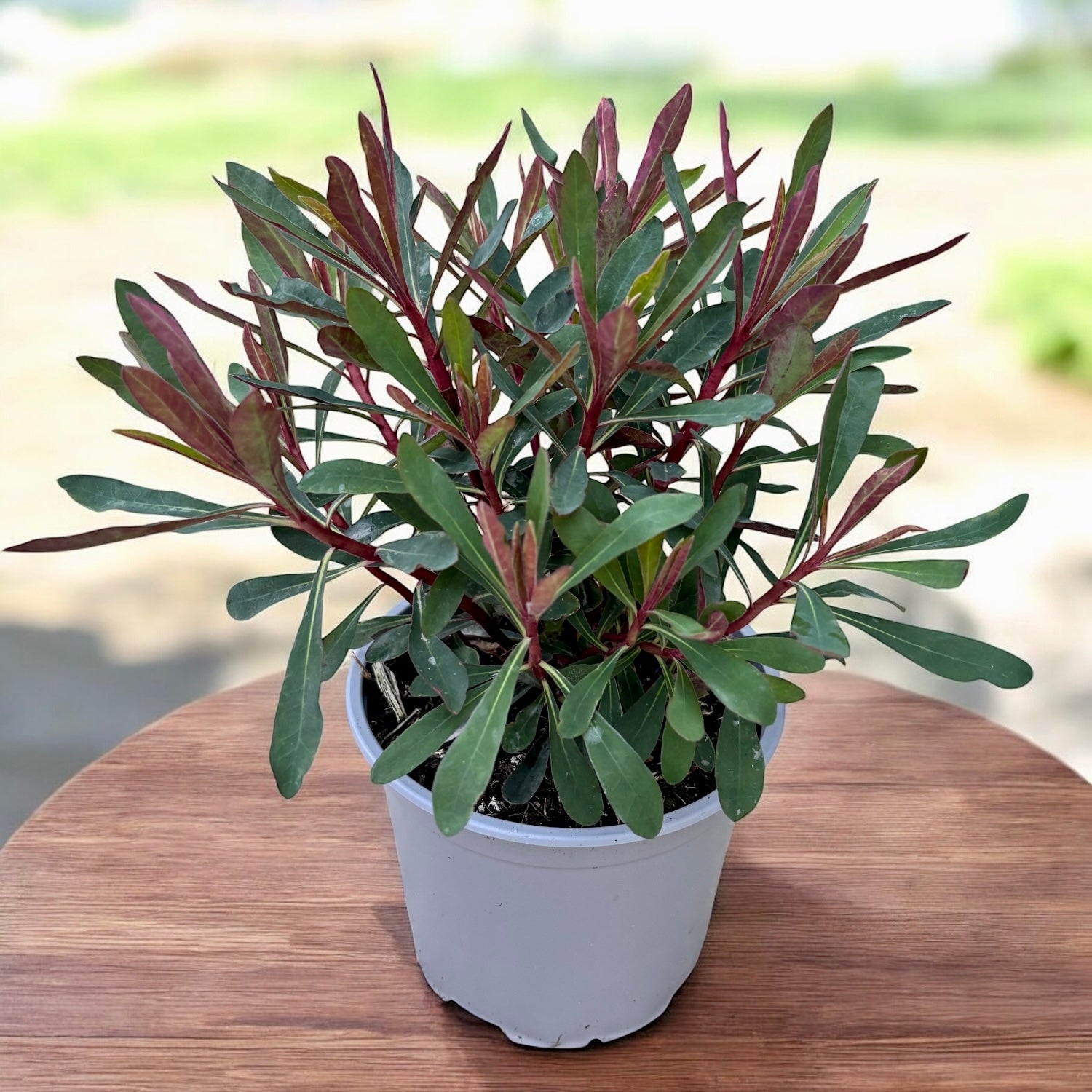 Euphorbia ‘Miner’s Merlot’ -  euforbia perena compacta cu frunzis bordo