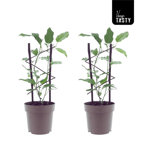 Kiwi - Actinidia arguta 'Issai' D15 – Secret Garden Plant Shop