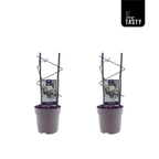 Kiwi - Actinidia deliciosa 'Atlas' (mascul polenizator)