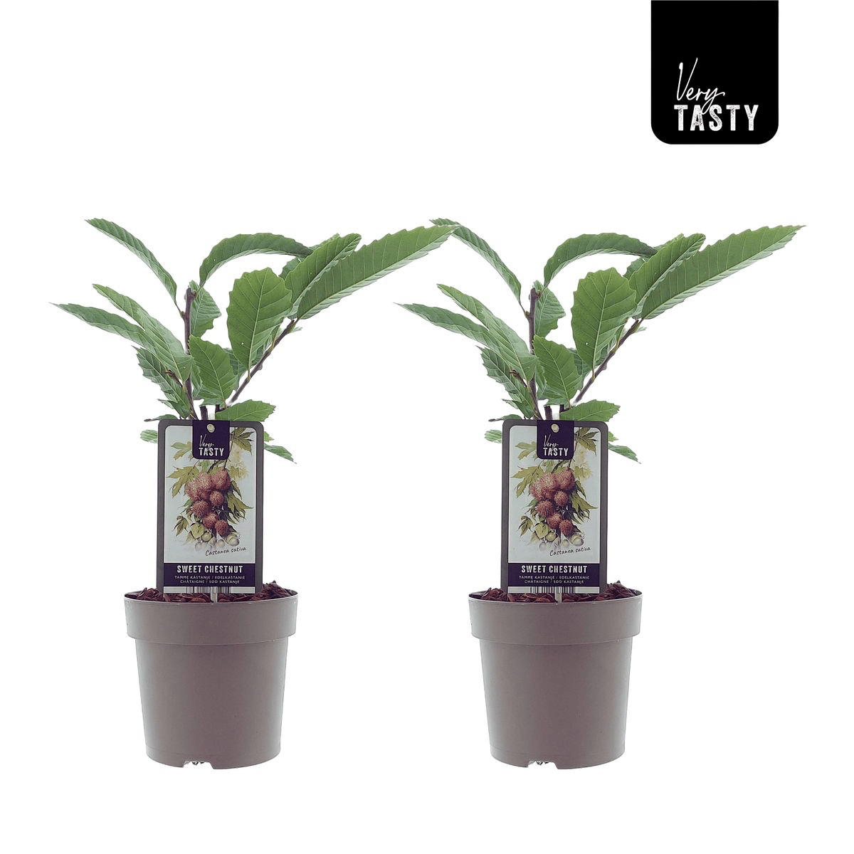 Castan comestibil - Castanea sativa (Sweet Chestnut) D15