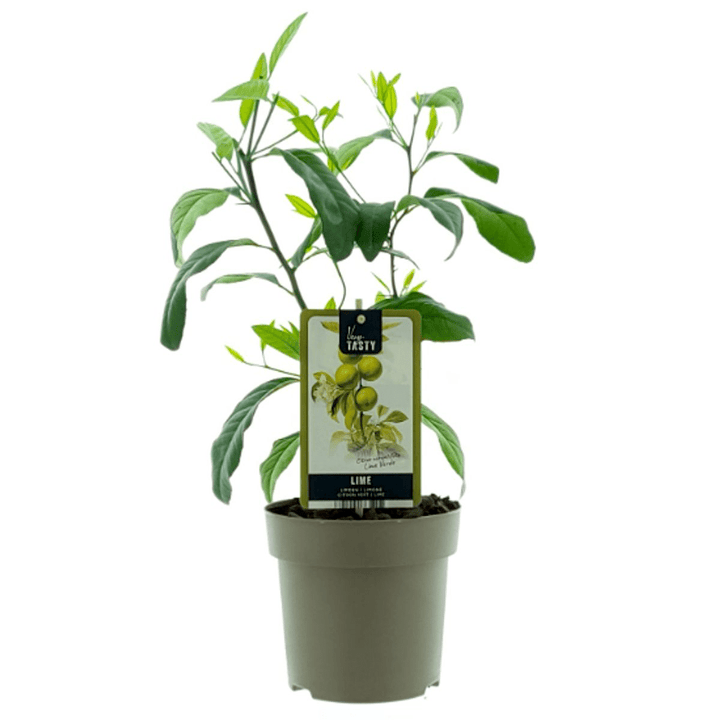 Lime - Citrus aurantifolia 'Lime Verde' - plante tinere