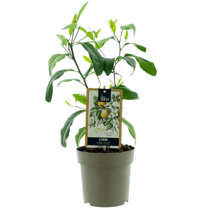 Lamai - Citrus limon 'Toscane' (Limone Toscano) - plante tinere