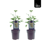 Ginkgo biloba in pot - Pagoda tree D15