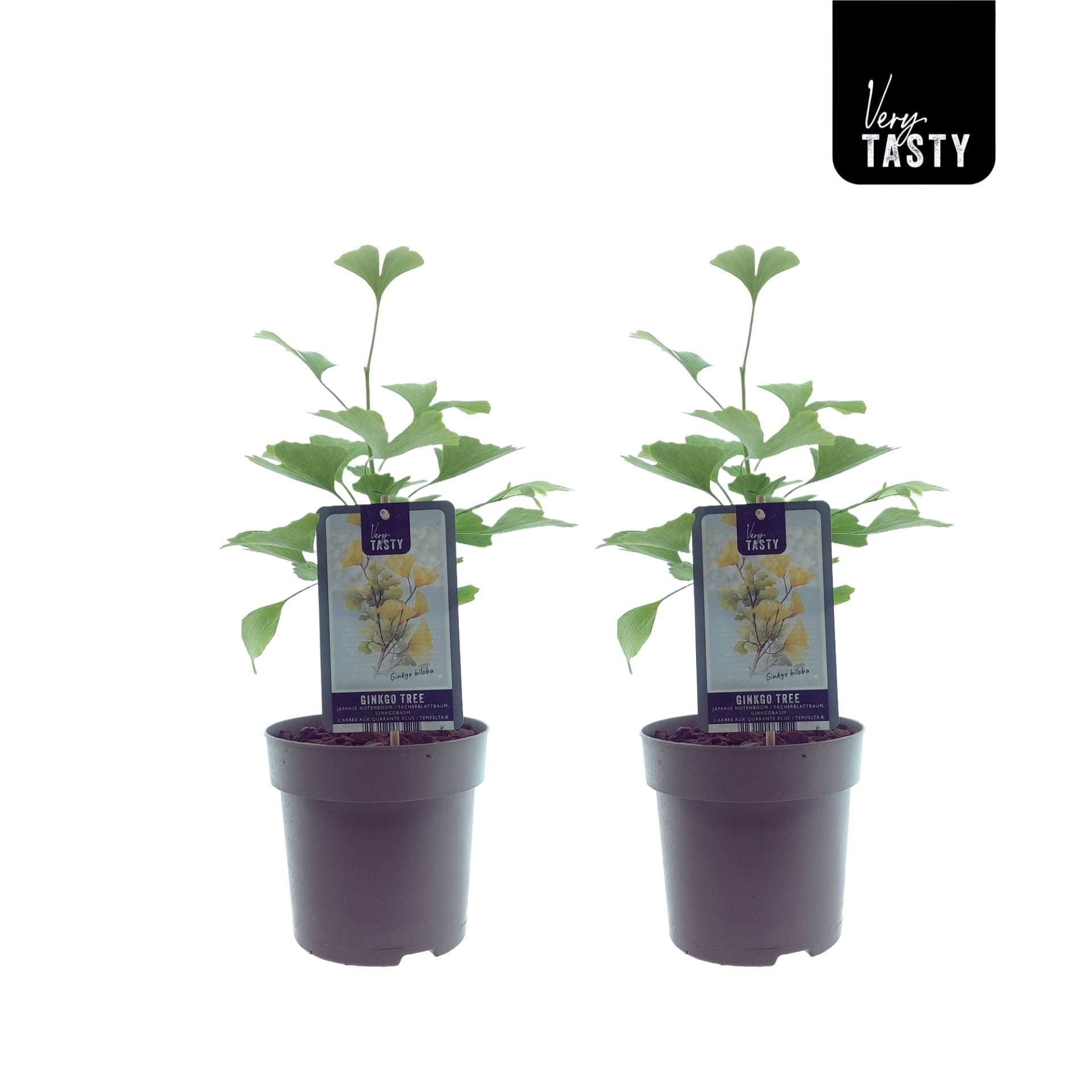 Ginkgo biloba in ghiveci - Arborele pagodelor D15