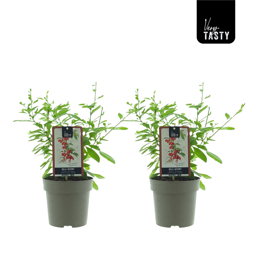 Goji w doniczce - Lycium barbarum 'Sweet Goji' (Słodka Jagoda)