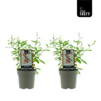 Goji im Topf - Lycium barbarum 'Sweet Goji' (Süße Beere)