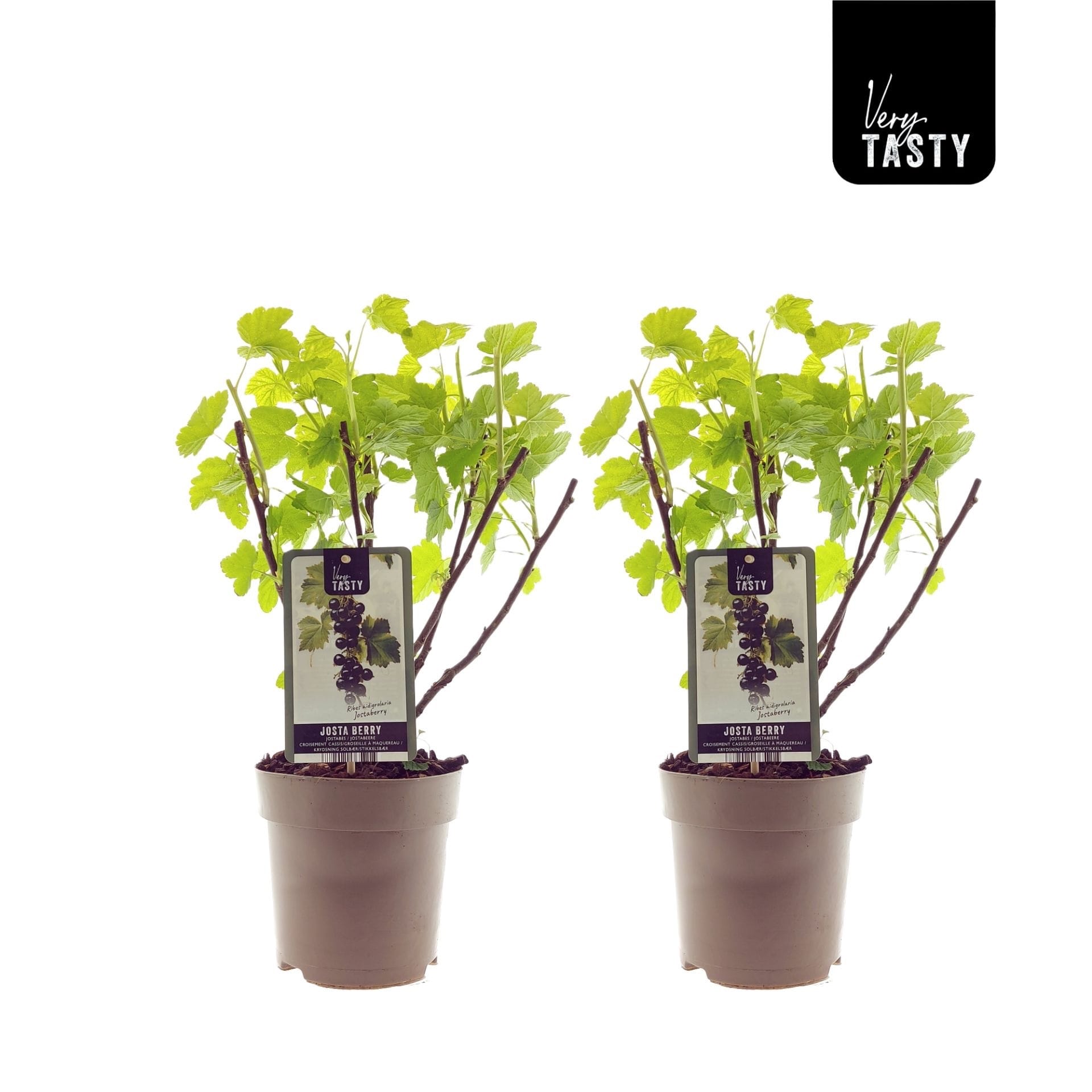 Ribes nigrum 'Josta' (Jostaberry - coacaz x agris)